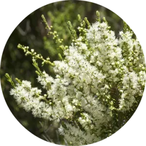 Rosalina Essential Oil - Living Libations